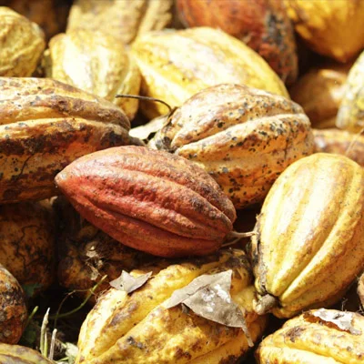 Cocoa (Theobroma cacao) Bean ingredient